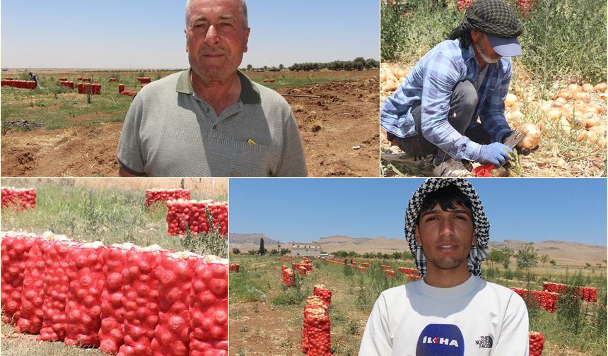 Mardin’de soğan hasadı başladı: Çiftçi emeğinin karşılığını alamamaktan şikayetçi
