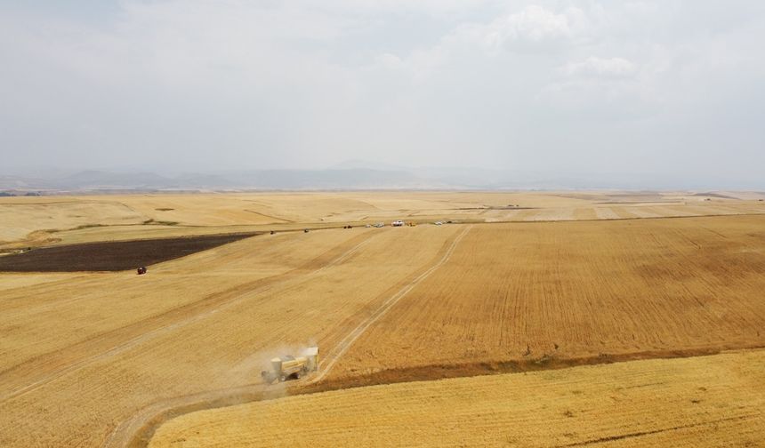 Ağrı'da 440 bin ton buğday ve arpa üretimi hasadı öngörülüyor