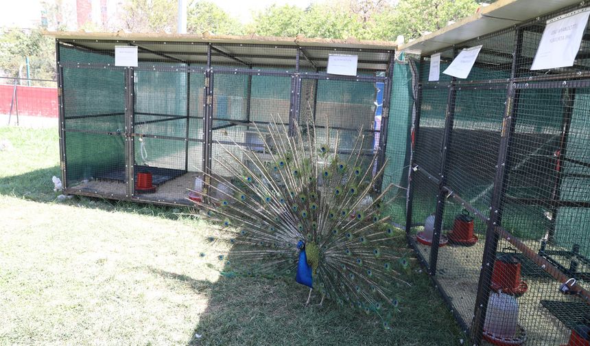 Battalgazi Engelsiz Yaşam Merkezi'nde hayvanlarla rehabilitasyon başladı