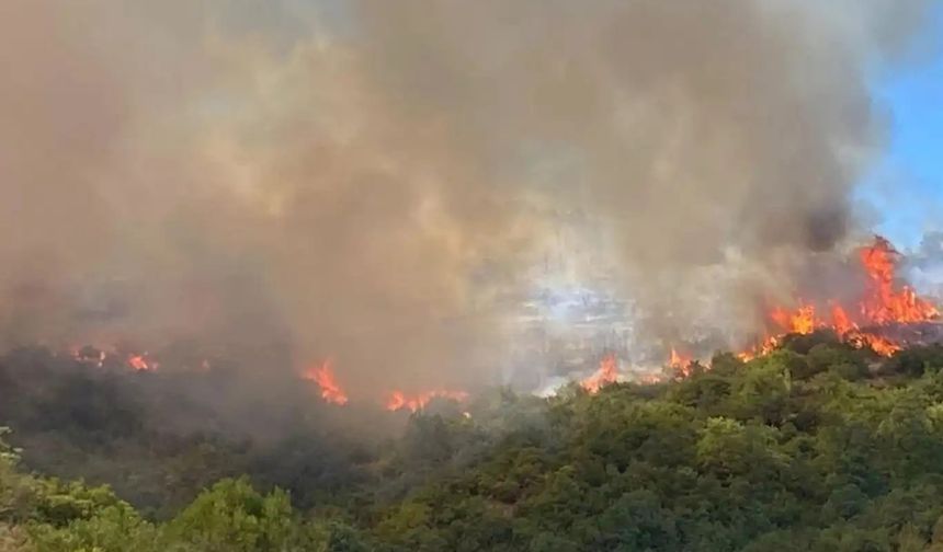 Çanakkale'de orman yangını