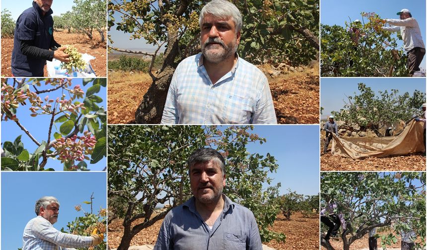 Fıstık üreticisi: Rekolte düşük, fiyatlar iyi