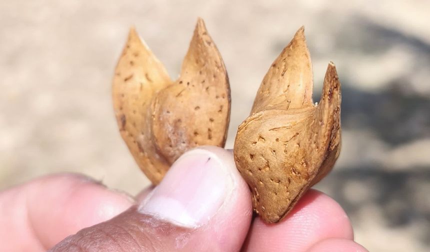 Mardin’de iki kanatlı badem şekli hayret uyandırdı
