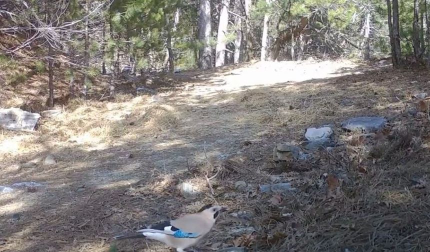 Ormanın sessiz bekçisi alakarga fotokapana takıldı