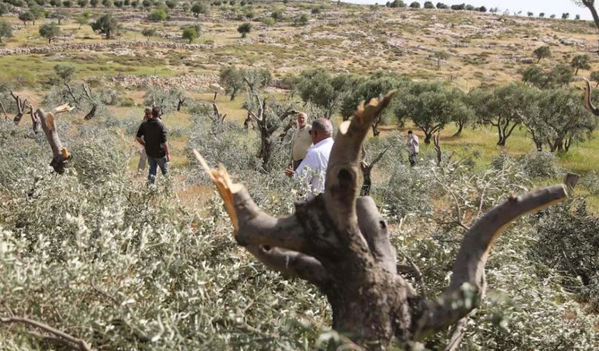 Yahudi çeteler Batı Şeria’da Filistinlilere ait zeytin, üzüm ve badem ağaçlarını kesti