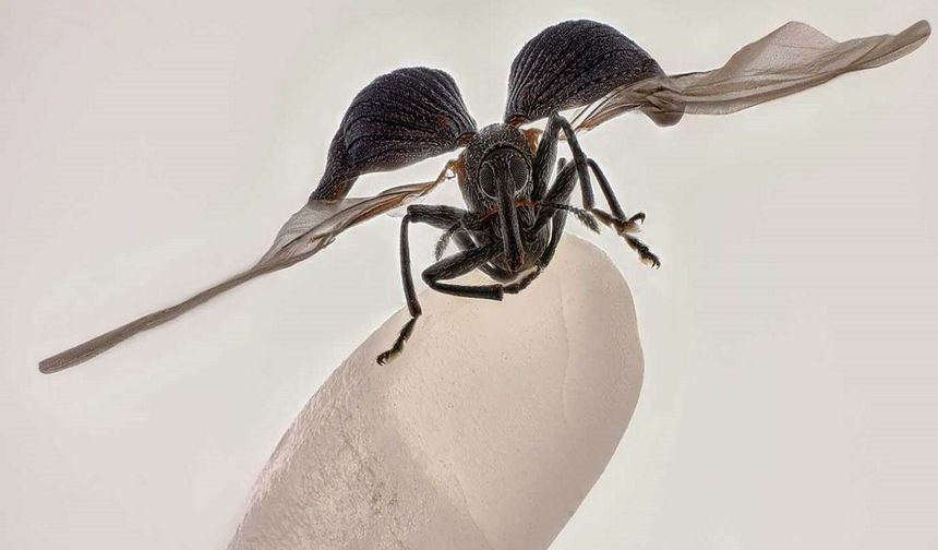 2025 Nikon Mikrofotografi Yarışması’nın birincisi: Pirinç tanesi üzerinde pirinç böceği