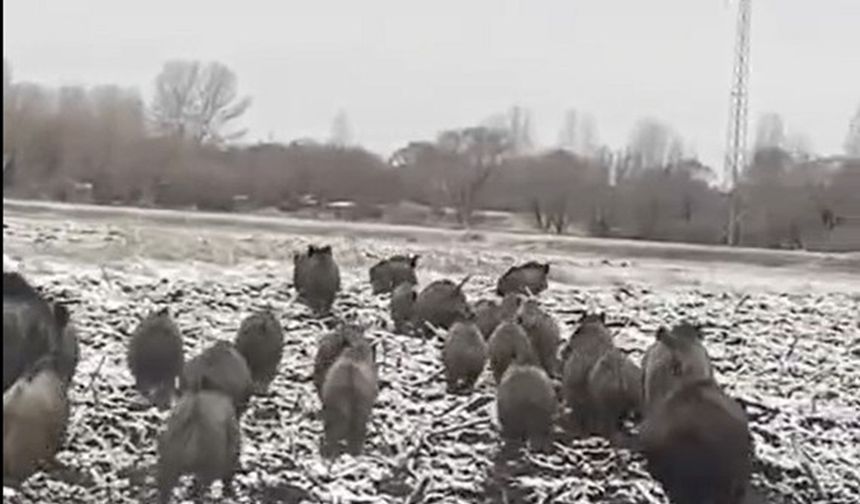 Ağrı şehir merkezine yakın bölgede domuz sürüsü görüntülendi