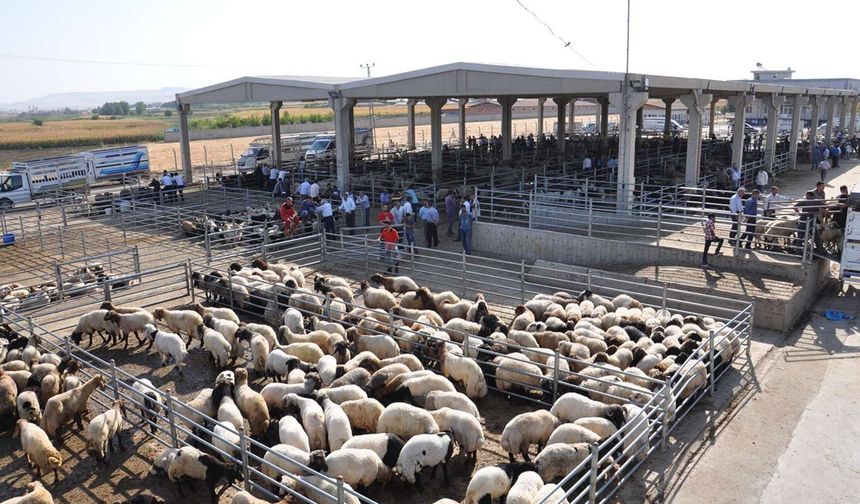 Hayvancılık destekleme listeleri askıya çıkarılıyor